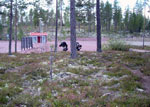 Norge #42